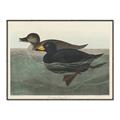 Picture of Vintage Scoter Duck _GroupedProduct_Rectangle_Landscape_Canvas_Framed_