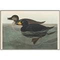 Picture of Vintage Scoter Duck _GroupedProduct_Rectangle_Landscape_Canvas_Framed_