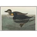 Picture of Vintage Scoter Duck _GroupedProduct_Rectangle_Landscape_Canvas_Framed_