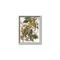 Picture of Vintage Carolina Parrot _GroupedProduct_Rectangle_Portrait_Canvas_Framed_