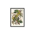 Picture of Vintage Carolina Parrot _GroupedProduct_Rectangle_Portrait_Canvas_Framed_