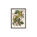 Picture of Vintage Carolina Parrot _GroupedProduct_Rectangle_Portrait_Canvas_Framed_