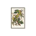 Picture of Vintage Carolina Parrot _GroupedProduct_Rectangle_Portrait_Canvas_Framed_
