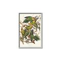 Picture of Vintage Carolina Parrot _GroupedProduct_Rectangle_Portrait_Canvas_Framed_