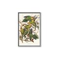 Picture of Vintage Carolina Parrot _GroupedProduct_Rectangle_Portrait_Canvas_Framed_