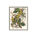 Picture of Vintage Carolina Parrot _GroupedProduct_Rectangle_Portrait_Canvas_Framed_