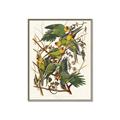 Picture of Vintage Carolina Parrot _GroupedProduct_Rectangle_Portrait_Canvas_Framed_