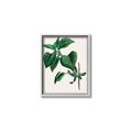 Picture of Nostalgic Green Lilac Leaves _GroupedProduct_Rectangle_Portrait_Canvas_Framed_