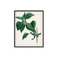 Picture of Nostalgic Green Lilac Leaves _GroupedProduct_Rectangle_Portrait_Canvas_Framed_