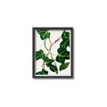 Picture of Nostalgic Green Murgrona Leaves _GroupedProduct_Rectangle_Portrait_Canvas_Framed_
