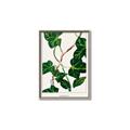 Picture of Nostalgic Green Murgrona Leaves _GroupedProduct_Rectangle_Portrait_Canvas_Framed_