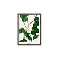 Picture of Nostalgic Green Murgrona Leaves _GroupedProduct_Rectangle_Portrait_Canvas_Framed_