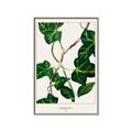 Picture of Nostalgic Green Murgrona Leaves _GroupedProduct_Rectangle_Portrait_Canvas_Framed_