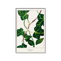 Picture of Nostalgic Green Murgrona Leaves _GroupedProduct_Rectangle_Portrait_Canvas_Framed_