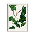 Picture of Nostalgic Green Murgrona Leaves _GroupedProduct_Rectangle_Portrait_Canvas_Framed_