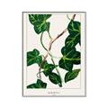 Picture of Nostalgic Green Murgrona Leaves _GroupedProduct_Rectangle_Portrait_Canvas_Framed_