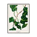 Picture of Nostalgic Green Murgrona Leaves _GroupedProduct_Rectangle_Portrait_Canvas_Framed_