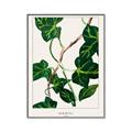 Picture of Nostalgic Green Murgrona Leaves _GroupedProduct_Rectangle_Portrait_Canvas_Framed_