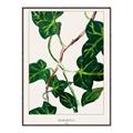 Picture of Nostalgic Green Murgrona Leaves _GroupedProduct_Rectangle_Portrait_Canvas_Framed_