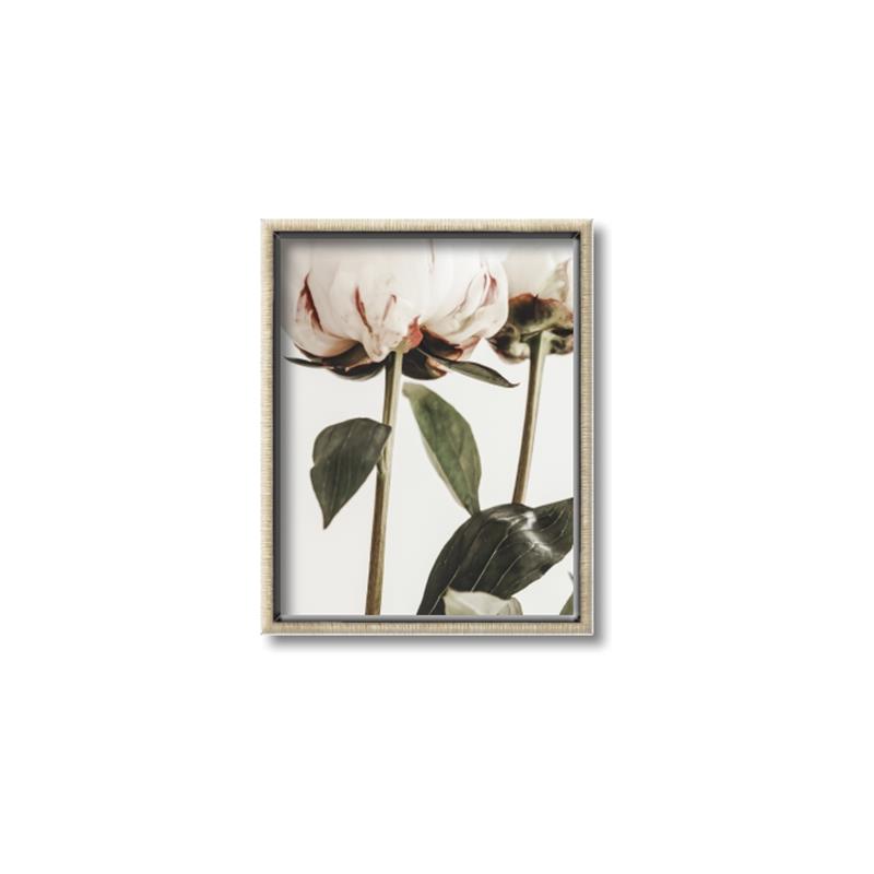 Picture of Romantic Blur Peony IV _GroupedProduct_Rectangle_Portrait_Photography _GroupedProduct_Rectangle_Portrait_Canvas_Framed_