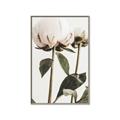 Picture of Romantic Blur Peony IV _GroupedProduct_Rectangle_Portrait_Photography _GroupedProduct_Rectangle_Portrait_Canvas_Framed_