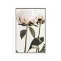 Picture of Romantic Blur Peony IV _GroupedProduct_Rectangle_Portrait_Photography _GroupedProduct_Rectangle_Portrait_Canvas_Framed_