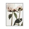 Picture of Romantic Blur Peony IV _GroupedProduct_Rectangle_Portrait_Photography _GroupedProduct_Rectangle_Portrait_Canvas_Framed_