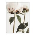 Picture of Romantic Blur Peony IV _GroupedProduct_Rectangle_Portrait_Photography _GroupedProduct_Rectangle_Portrait_Canvas_Framed_