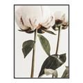 Picture of Romantic Blur Peony IV _GroupedProduct_Rectangle_Portrait_Photography _GroupedProduct_Rectangle_Portrait_Canvas_Framed_