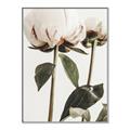 Picture of Romantic Blur Peony IV _GroupedProduct_Rectangle_Portrait_Photography _GroupedProduct_Rectangle_Portrait_Canvas_Framed_