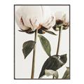 Picture of Romantic Blur Peony IV _GroupedProduct_Rectangle_Portrait_Photography _GroupedProduct_Rectangle_Portrait_Canvas_Framed_