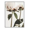 Picture of Romantic Blur Peony IV _GroupedProduct_Rectangle_Portrait_Photography _GroupedProduct_Rectangle_Portrait_Canvas_Framed_