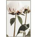Picture of Romantic Blur Peony IV _GroupedProduct_Rectangle_Portrait_Photography _GroupedProduct_Rectangle_Portrait_Canvas_Framed_