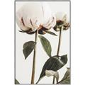 Picture of Romantic Blur Peony IV _GroupedProduct_Rectangle_Portrait_Photography _GroupedProduct_Rectangle_Portrait_Canvas_Framed_