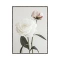 Picture of Romantic Blur Peony III _GroupedProduct_Rectangle_Portrait_Photography _GroupedProduct_Rectangle_Portrait_Canvas_Framed_