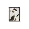 Picture of Romantic Blur Peony II _GroupedProduct_Rectangle_Portrait_Photography _GroupedProduct_Rectangle_Portrait_Canvas_Framed_