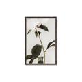 Picture of Romantic Blur Peony II _GroupedProduct_Rectangle_Portrait_Photography _GroupedProduct_Rectangle_Portrait_Canvas_Framed_