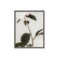 Picture of Romantic Blur Peony II _GroupedProduct_Rectangle_Portrait_Photography _GroupedProduct_Rectangle_Portrait_Canvas_Framed_