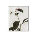 Picture of Romantic Blur Peony II _GroupedProduct_Rectangle_Portrait_Photography _GroupedProduct_Rectangle_Portrait_Canvas_Framed_