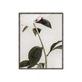 Picture of Romantic Blur Peony II _GroupedProduct_Rectangle_Portrait_Photography _GroupedProduct_Rectangle_Portrait_Canvas_Framed_