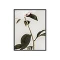 Picture of Romantic Blur Peony II _GroupedProduct_Rectangle_Portrait_Photography _GroupedProduct_Rectangle_Portrait_Canvas_Framed_