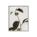 Picture of Romantic Blur Peony II _GroupedProduct_Rectangle_Portrait_Photography _GroupedProduct_Rectangle_Portrait_Canvas_Framed_