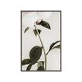 Picture of Romantic Blur Peony II _GroupedProduct_Rectangle_Portrait_Photography _GroupedProduct_Rectangle_Portrait_Canvas_Framed_