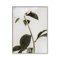 Picture of Romantic Blur Peony II _GroupedProduct_Rectangle_Portrait_Photography _GroupedProduct_Rectangle_Portrait_Canvas_Framed_