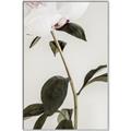 Picture of Romantic Blur Peony II _GroupedProduct_Rectangle_Portrait_Photography _GroupedProduct_Rectangle_Portrait_Canvas_Framed_