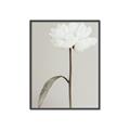 Picture of Romantic Blur Peony I _GroupedProduct_Rectangle_Portrait_Photography _GroupedProduct_Rectangle_Portrait_Canvas_Framed_