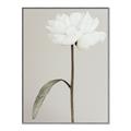 Picture of Romantic Blur Peony I _GroupedProduct_Rectangle_Portrait_Photography _GroupedProduct_Rectangle_Portrait_Canvas_Framed_