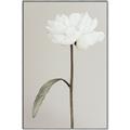 Picture of Romantic Blur Peony I _GroupedProduct_Rectangle_Portrait_Photography _GroupedProduct_Rectangle_Portrait_Canvas_Framed_