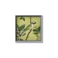 Picture of Vintage Tropical Birds I _GroupedProduct_Square_Canvas_Framed_