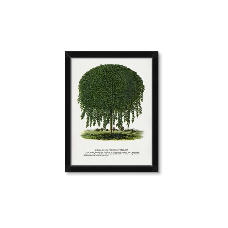 Picture of Kilmarnock Weeping Willow Tree Lithograph _GroupedProduct_Rectangle_Portrait_Framed_Matted_